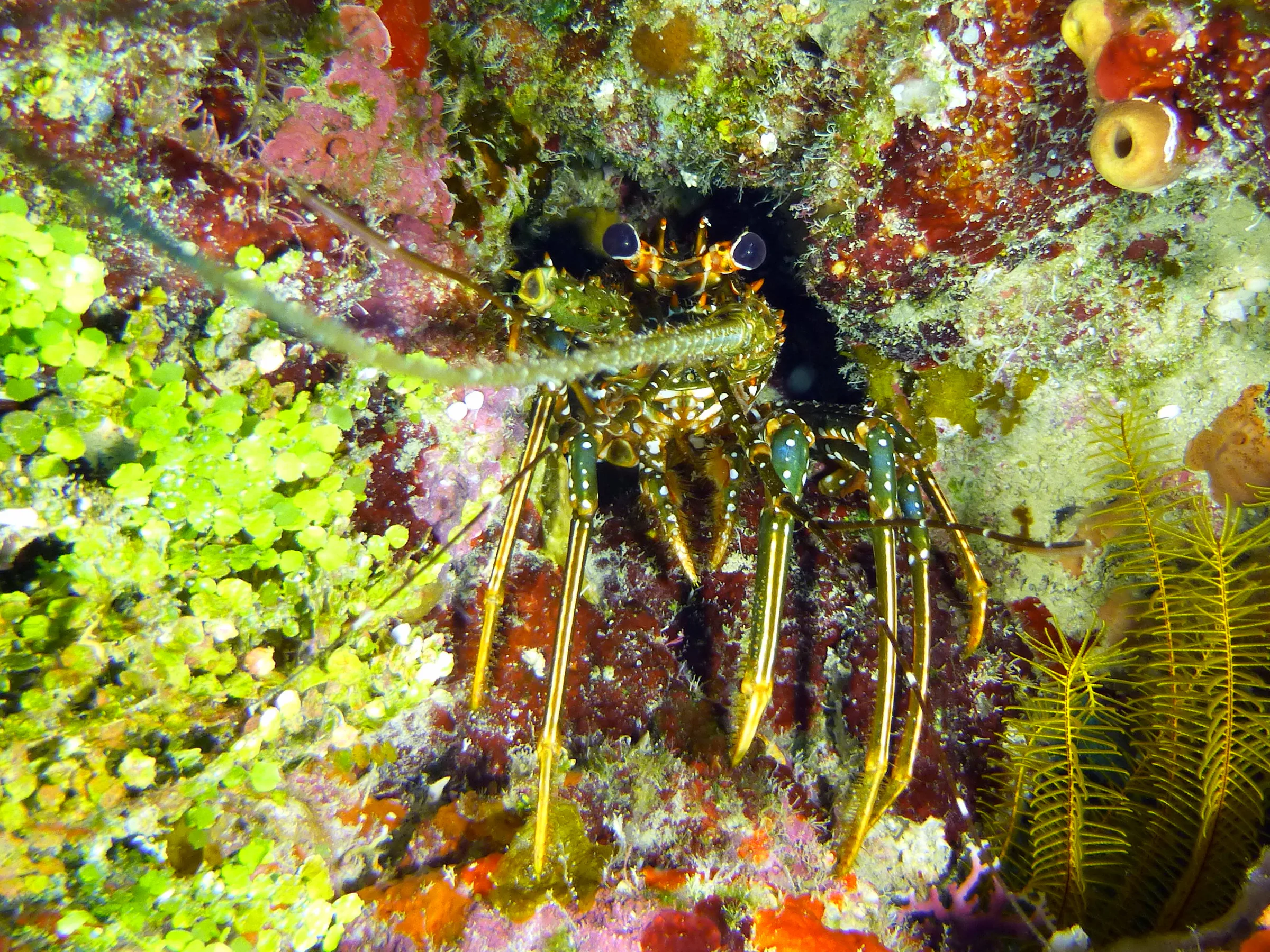Spotted Spiny Lobster, Belize, 2017