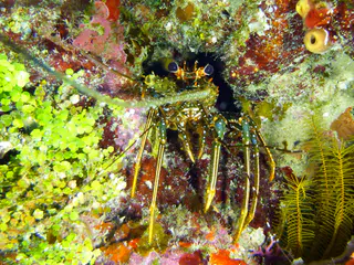 Underwater photograph by Joel Bergsma