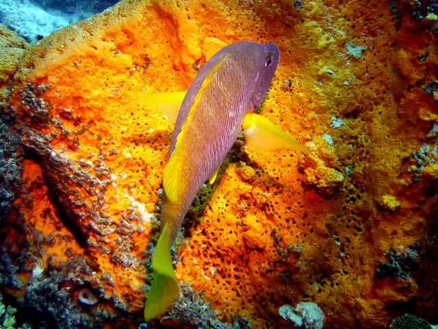 Underwater photograph by Joel Bergsma