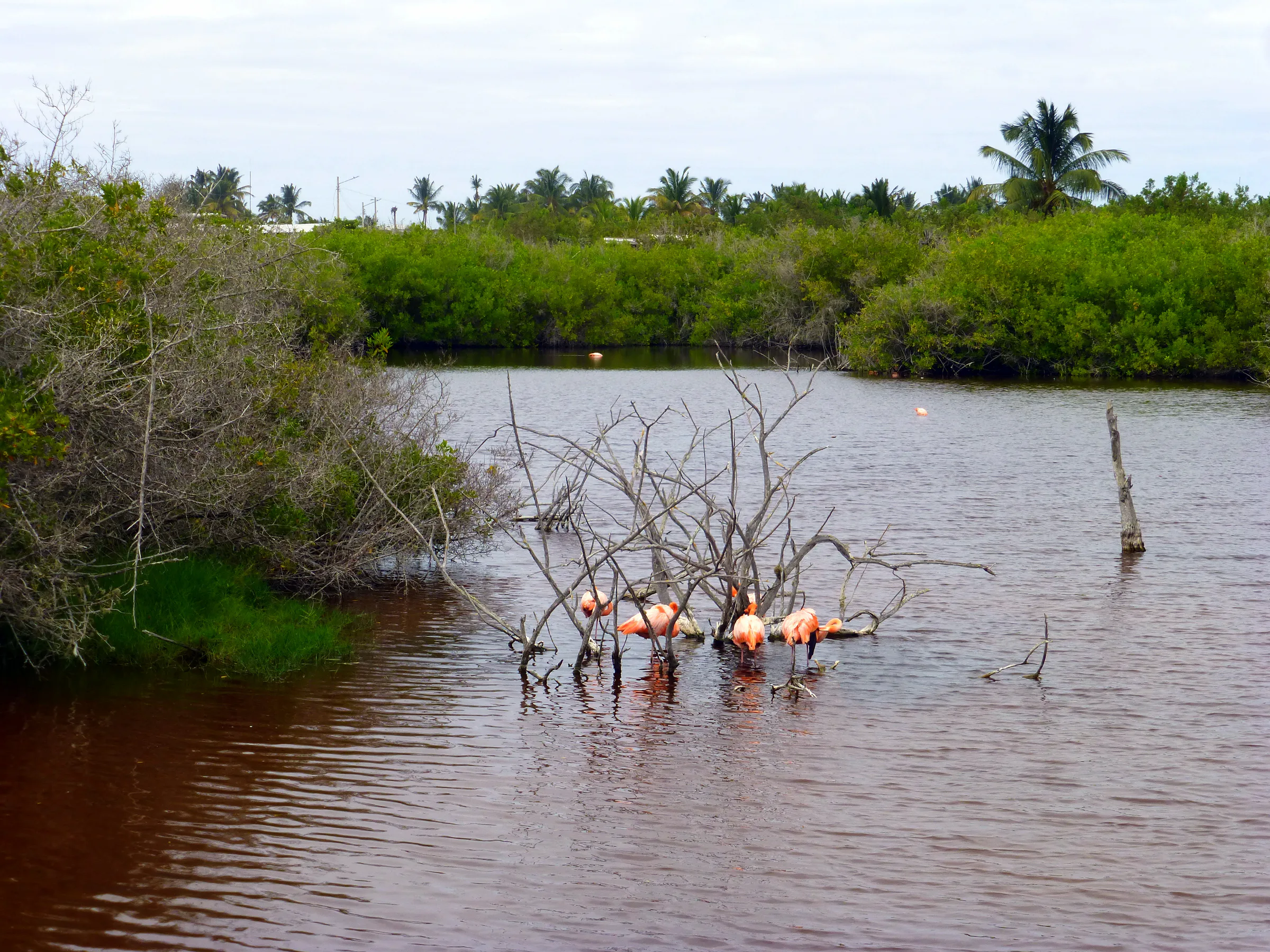 Flamingos in the wild.