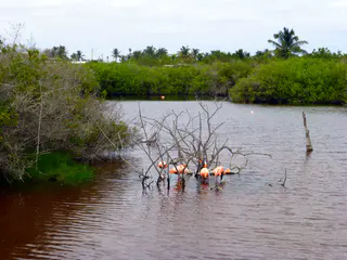 Flamingos in the wild.