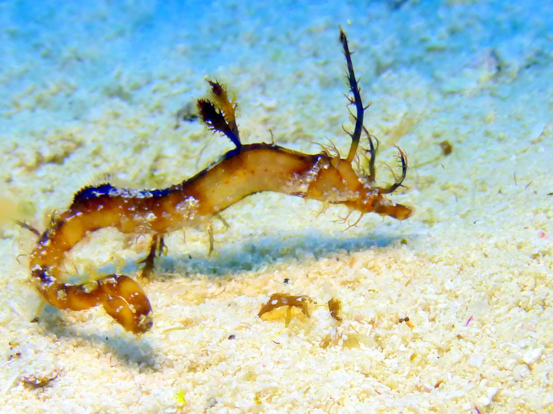Pipehorse, Cozumel, 2014