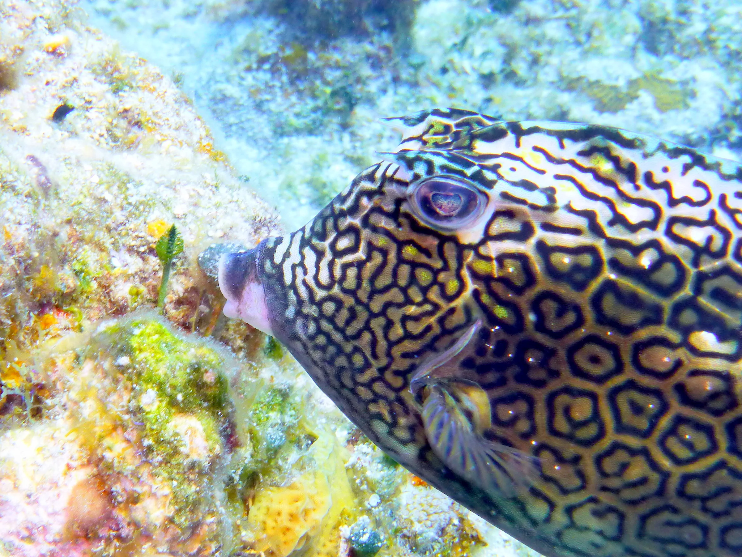 Honeycomb Cowfish, Cozumel, 2013