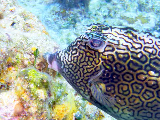 Underwater photograph by Joel Bergsma