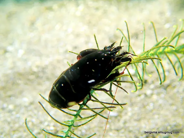 Underwater photograph by Joel Bergsma
