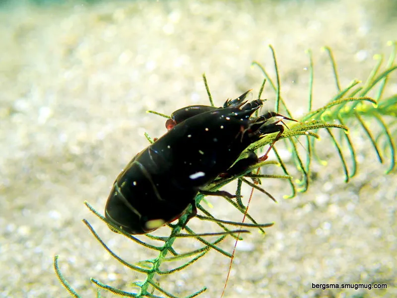 Philippines underwater photograph, 2019