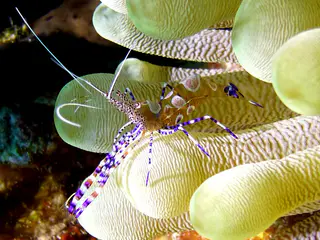 Underwater photograph by Joel Bergsma