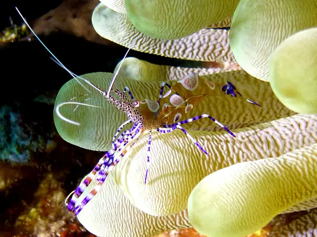 Underwater photograph by Joel Bergsma