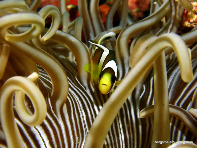 Underwater photograph by Joel Bergsma