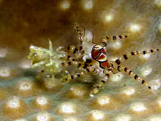 Underwater photograph by Joel Bergsma