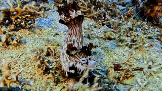 Underwater photograph by Joel Bergsma
