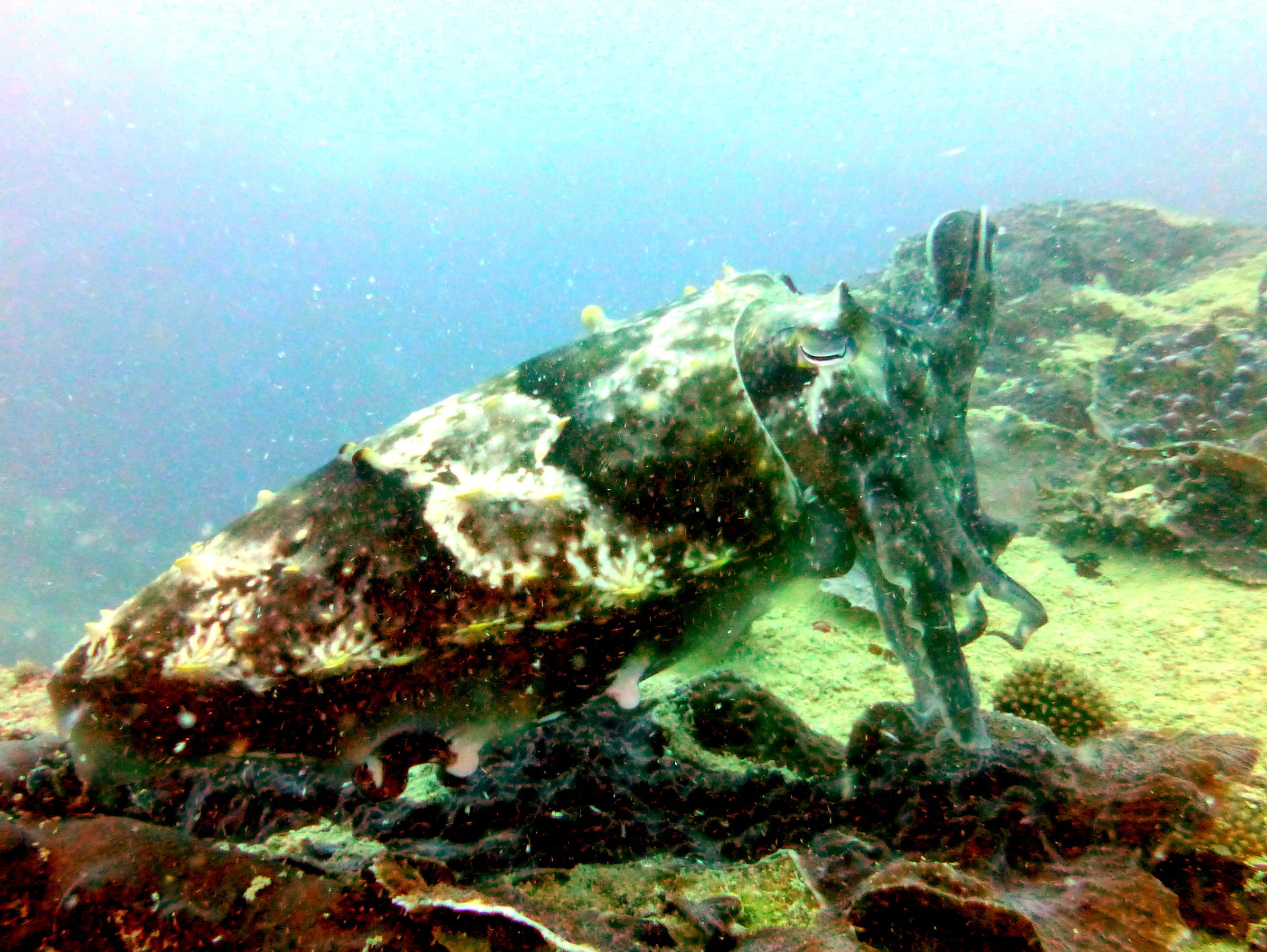 Cuttlefish, Palau, 2013
