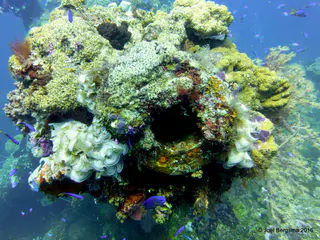 Underwater photograph by Joel Bergsma