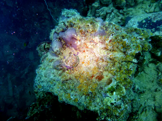 Underwater photograph by Joel Bergsma