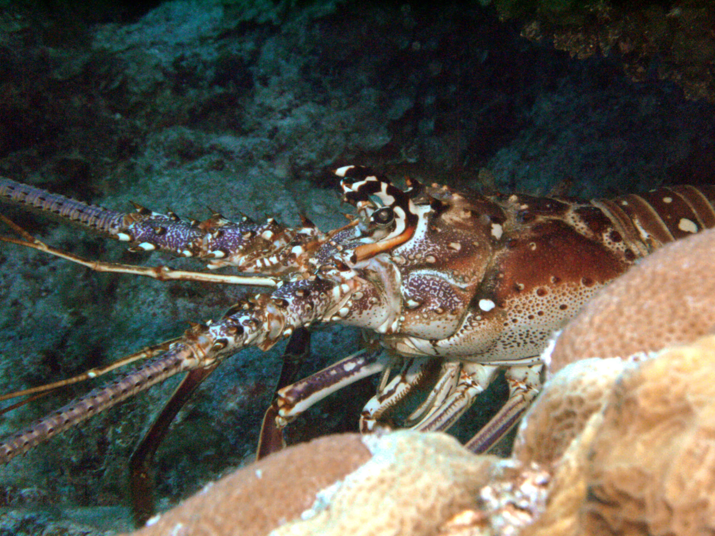 A Spiny Lobster