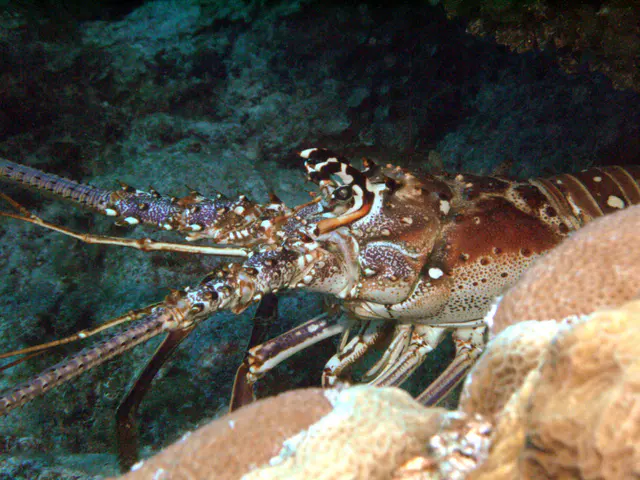 A Spiny Lobster