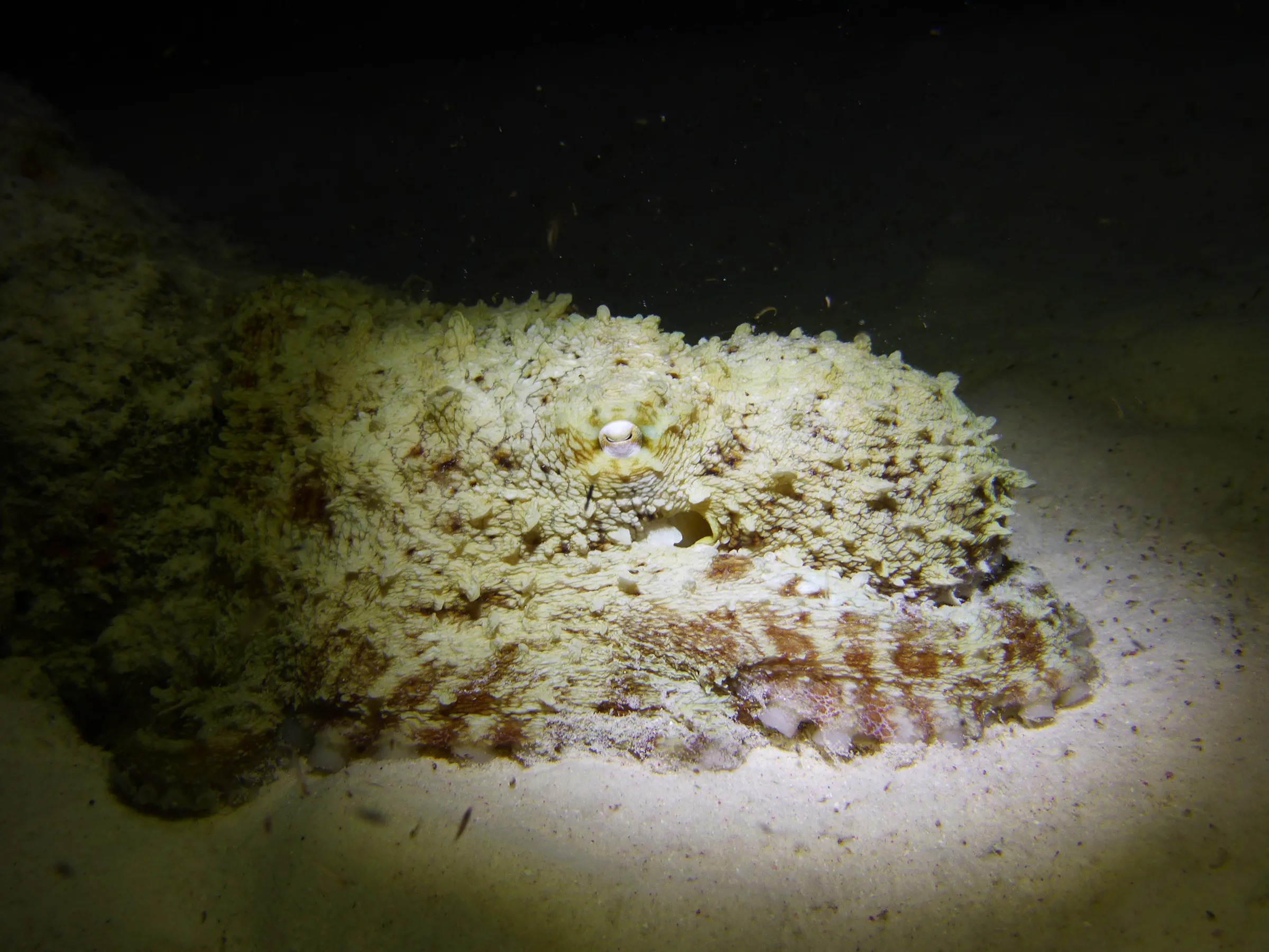 Octopus, Bonaire, 2013