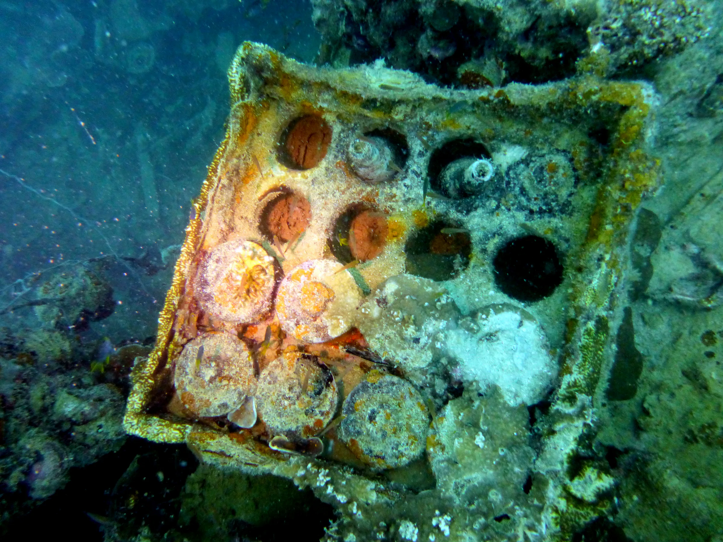 Palau underwater photograph, 2013