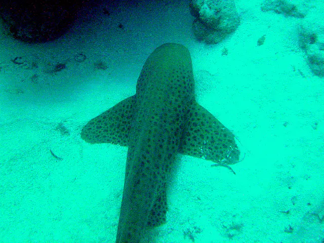 A zebra shark rests on the sandy bottom of the German Channel. Zebra sharks are "found throughout the tropical Indo-Pacific, frequenting coral reefs and sandy flats to a depth of 62 m (210 ft). ... Zebra sharks are nocturnal and spend most of the day resting motionless on the sea floor. At night, they actively hunt for molluscs, crustaceans, small bony fishes, and possibly sea snakes inside holes and crevices in the reef. Though solitary for most of the year, they form large seasonal aggregations. The zebra shark is oviparous: females produce several dozen large egg capsules, which they anchor to underwater structures via adhesive tendrils. ... There is evidence that its numbers are dwindling. "
