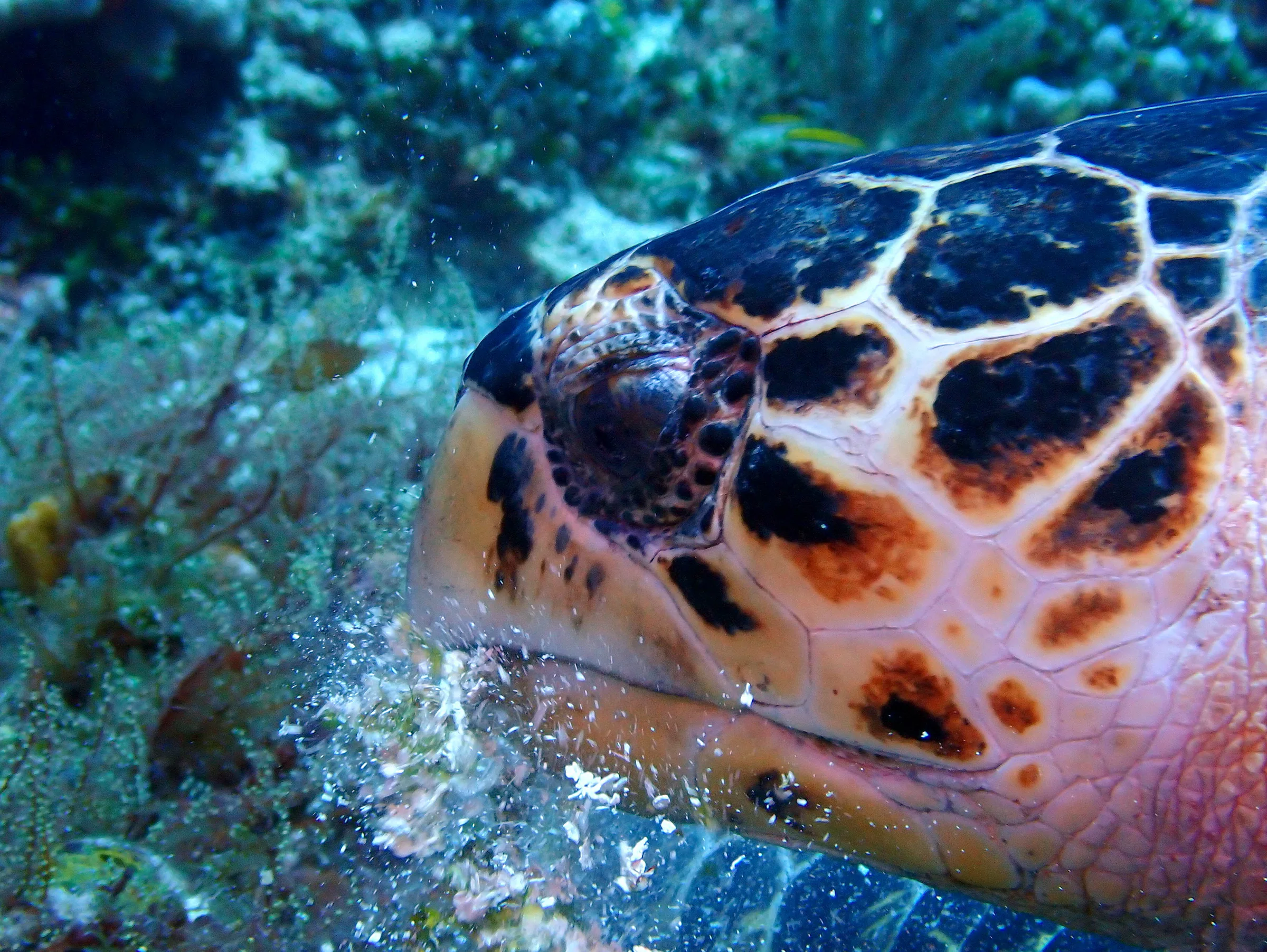 Cozumel underwater photograph, 2023