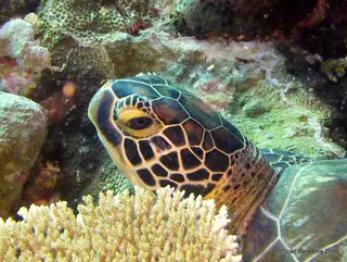 Underwater photograph by Joel Bergsma