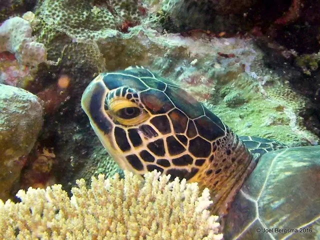 Underwater photograph by Joel Bergsma