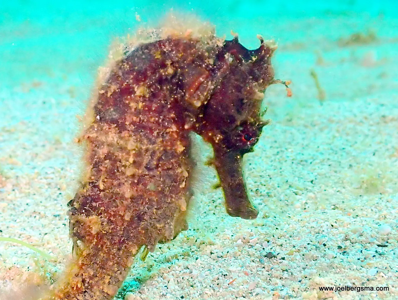 Philippines underwater photograph, 2022