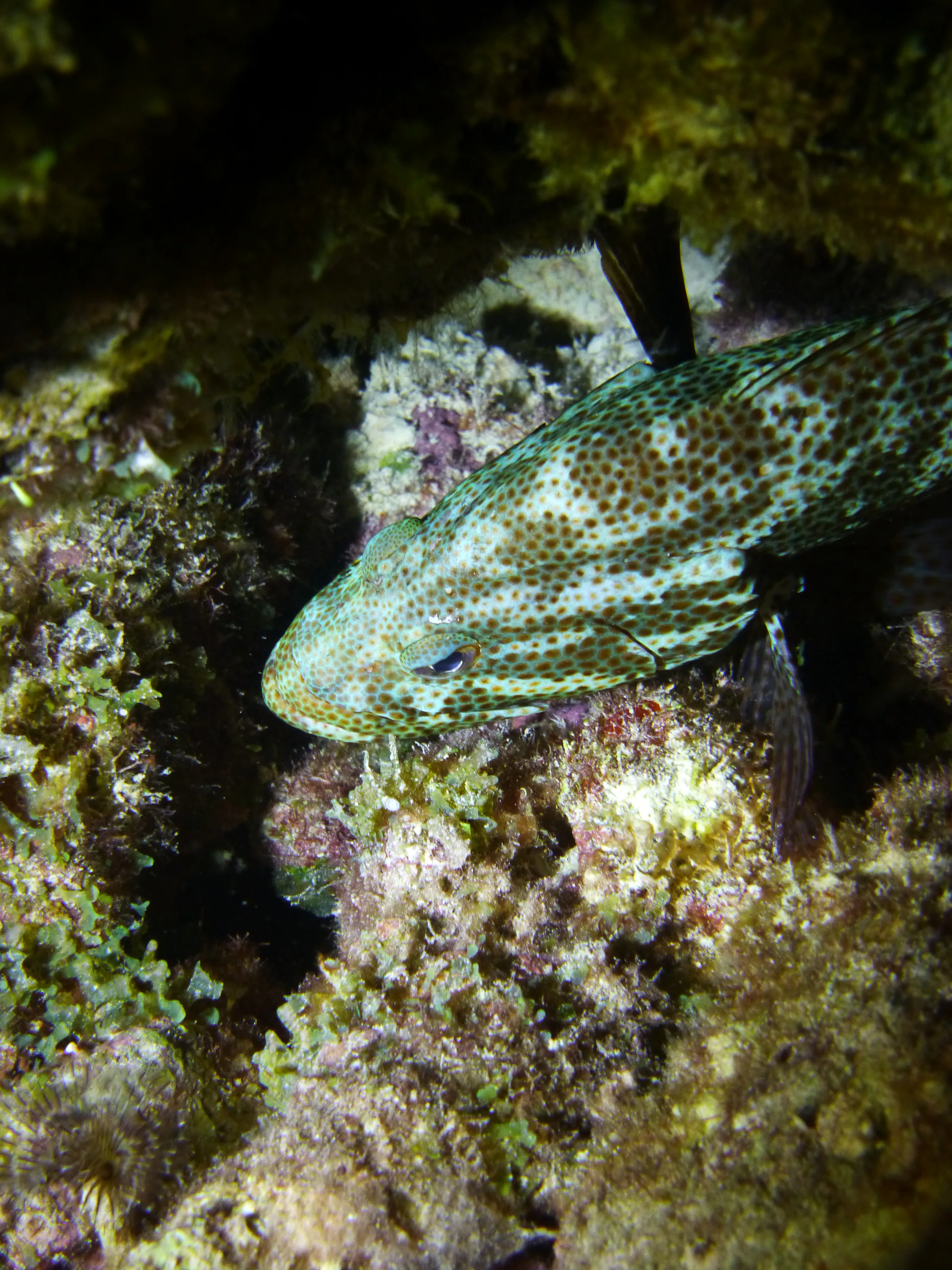 Graysby Grouper, Bonaire, 2013