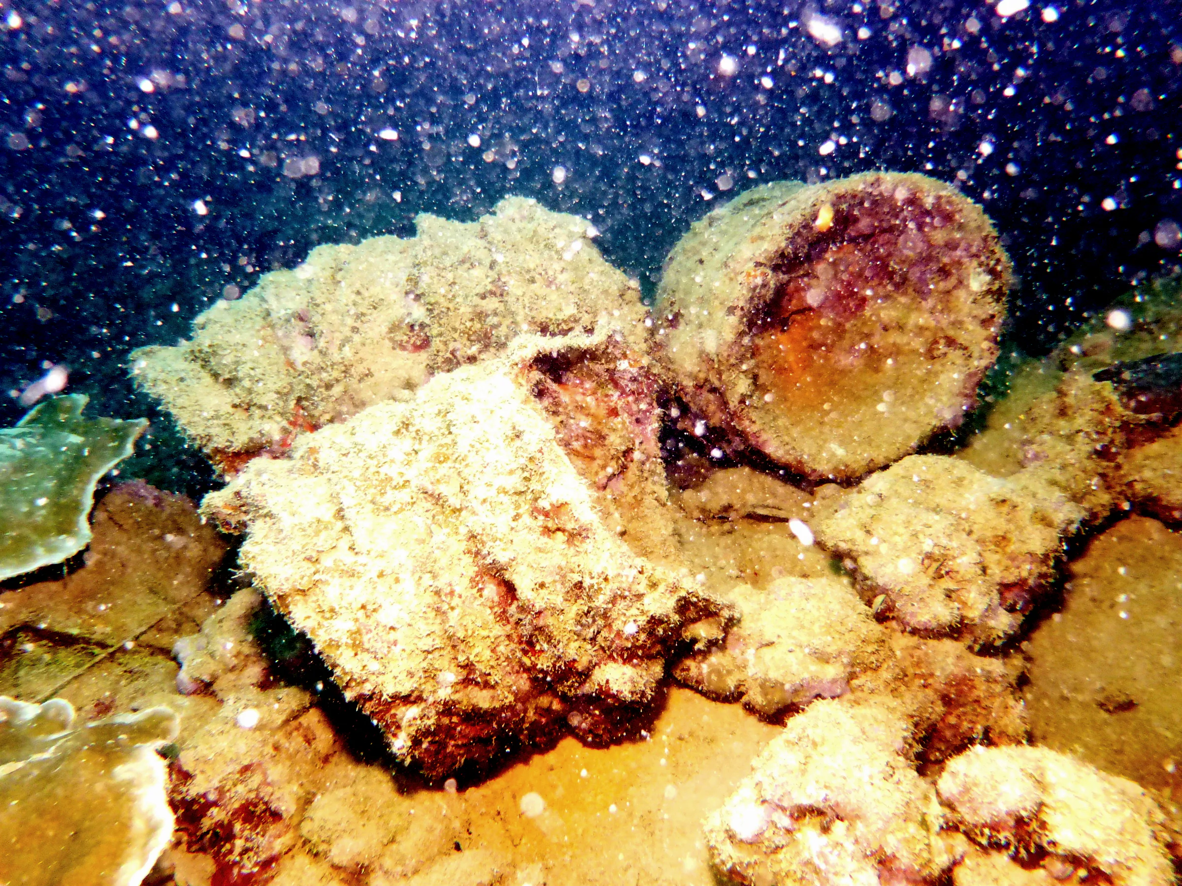 Palau underwater photograph, 2013