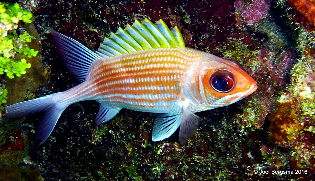 Squirrelfish, Cayman Islands, 2016