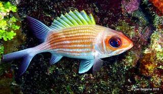 Underwater photograph by Joel Bergsma