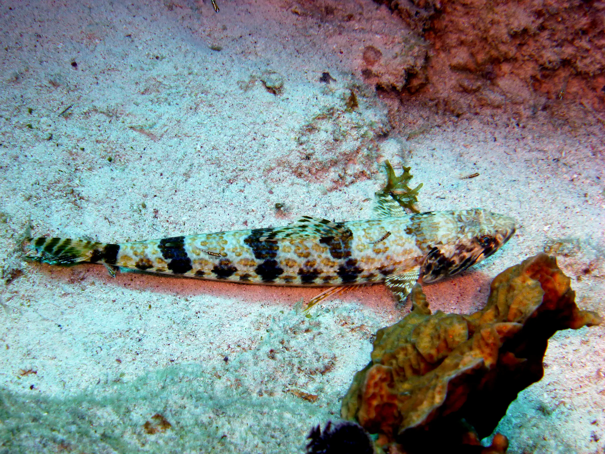 Lizardfish, Bonaire, 2013