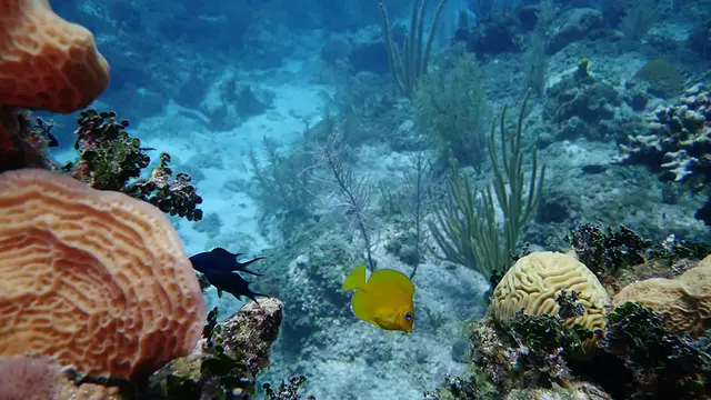 Juvenile Blue Tang