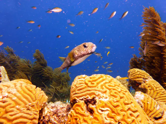 Underwater photograph by Joel Bergsma