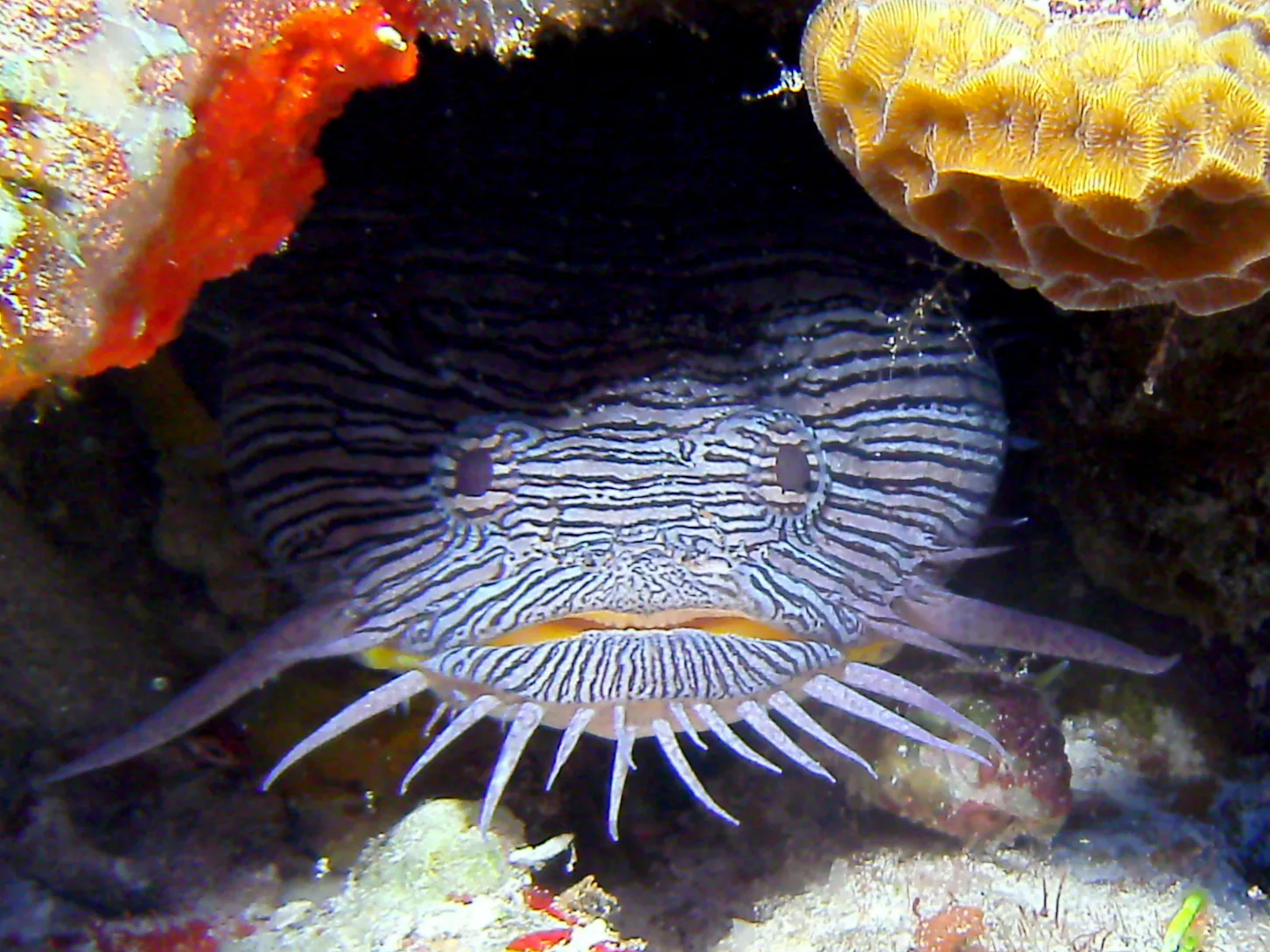 Splendid Toadfish
