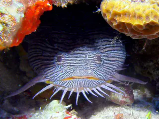 Splendid Toadfish