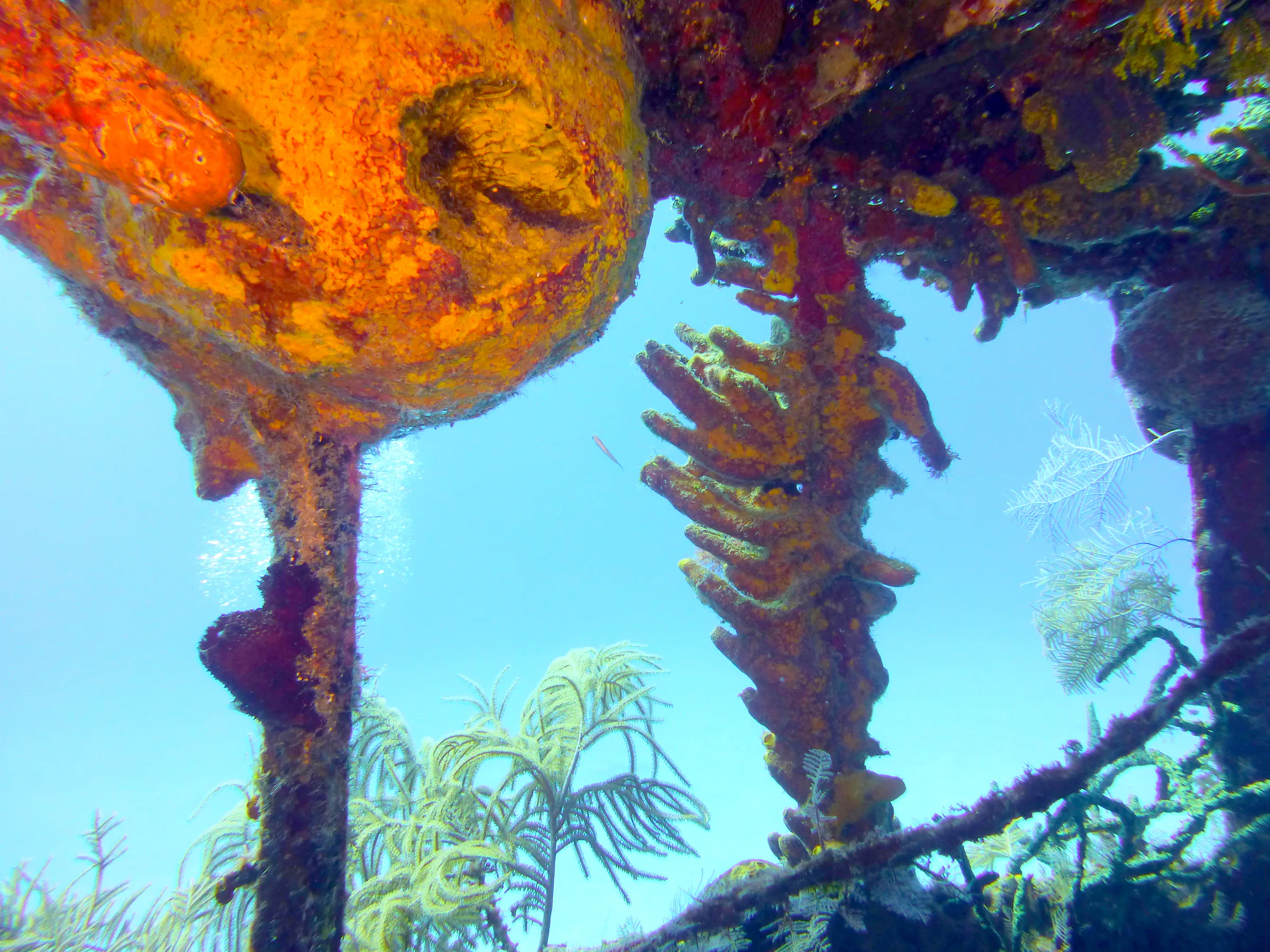 Cayman Islands underwater photograph, 2014