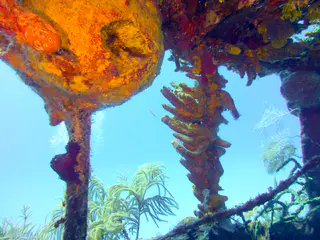 Underwater photograph by Joel Bergsma