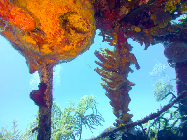 Underwater photograph by Joel Bergsma