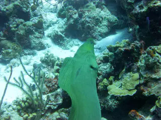 Underwater photograph by Joel Bergsma