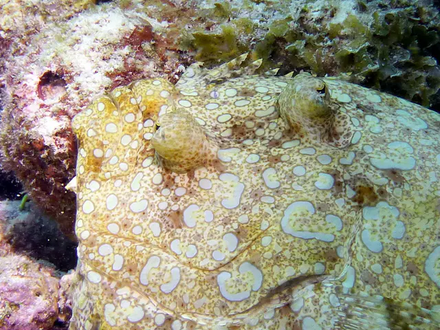 Underwater photograph by Joel Bergsma