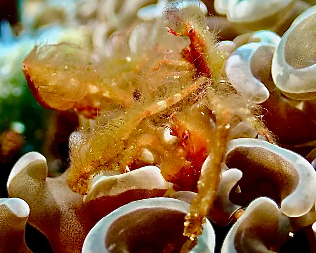 Underwater photograph by Joel Bergsma