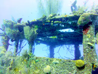 Underwater photograph by Joel Bergsma