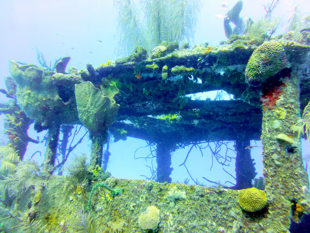 Underwater photograph by Joel Bergsma