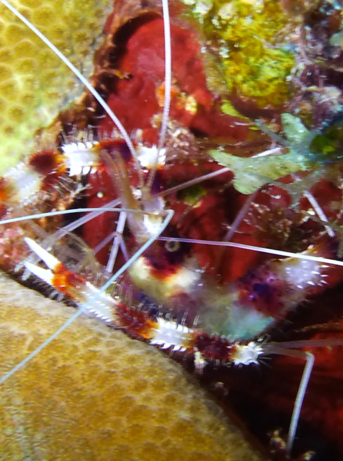 Banded Coral Shrimp, Bonaire, 2013