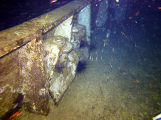 Underwater photograph by Joel Bergsma