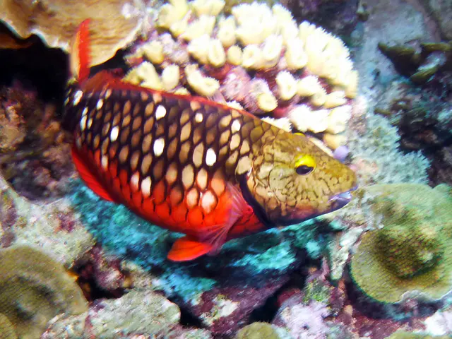 Underwater photograph by Joel Bergsma