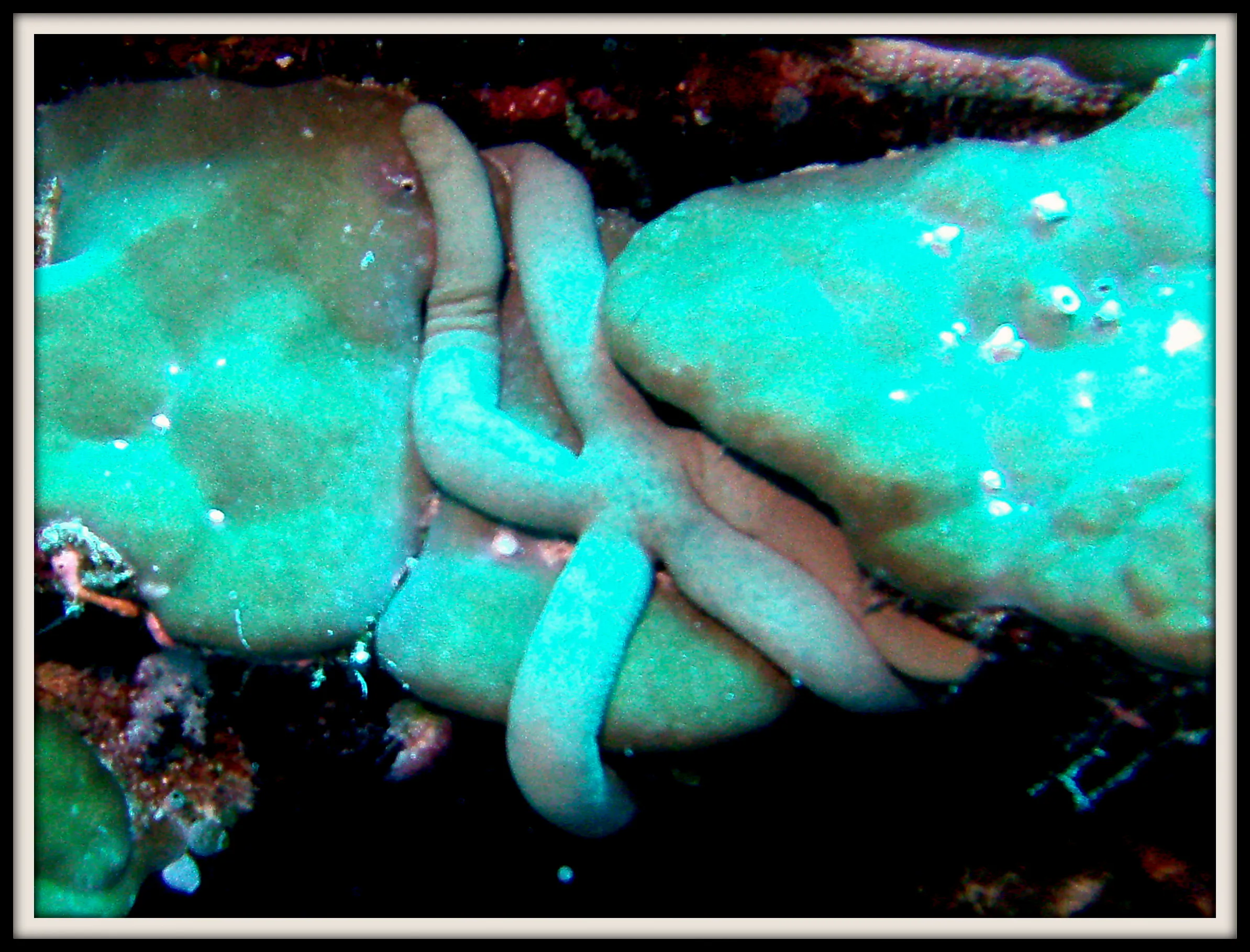 Sea Star blends with coral