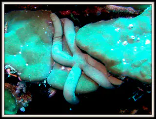 Sea Star blends with coral