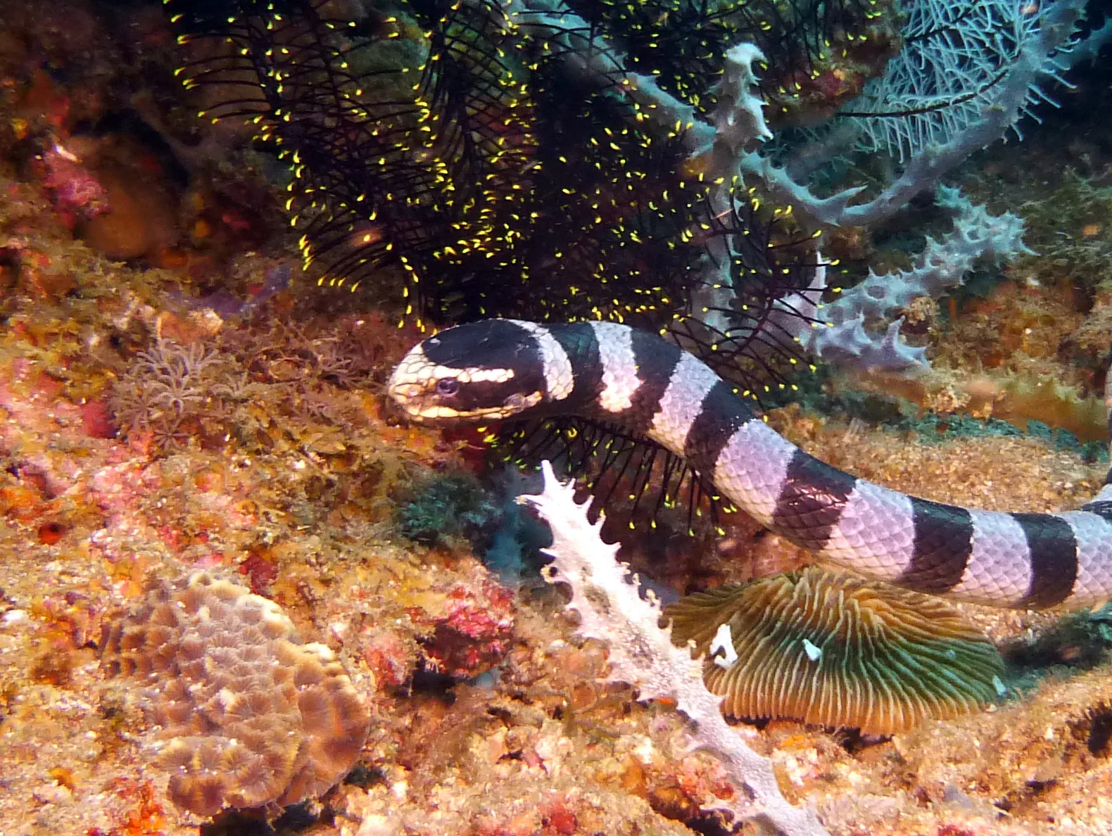 Banded Sea Snake, Philippines, 2014